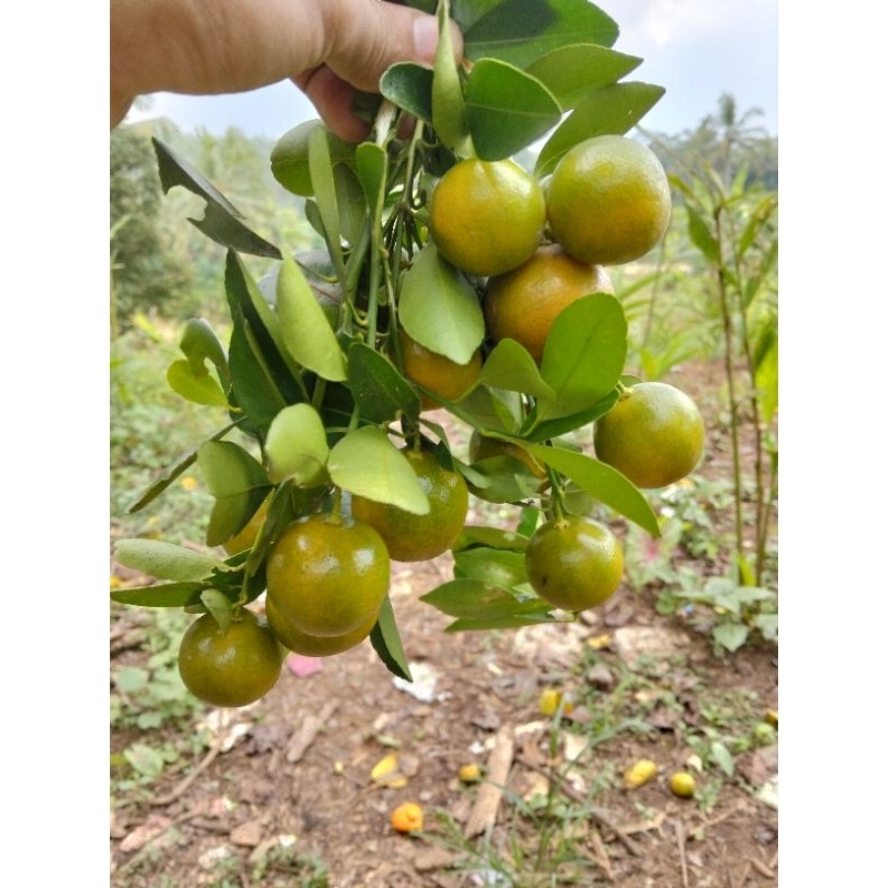 

5kg jeruk songkit jeruk kasturi jeruk kalamansi