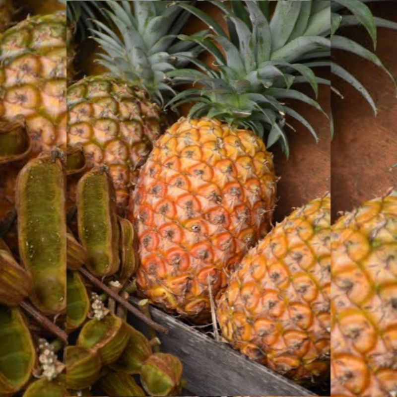 

Nanas Palembang / Nanas Lokal / Nanas Madu / Buah Nanas - 1 Pcs