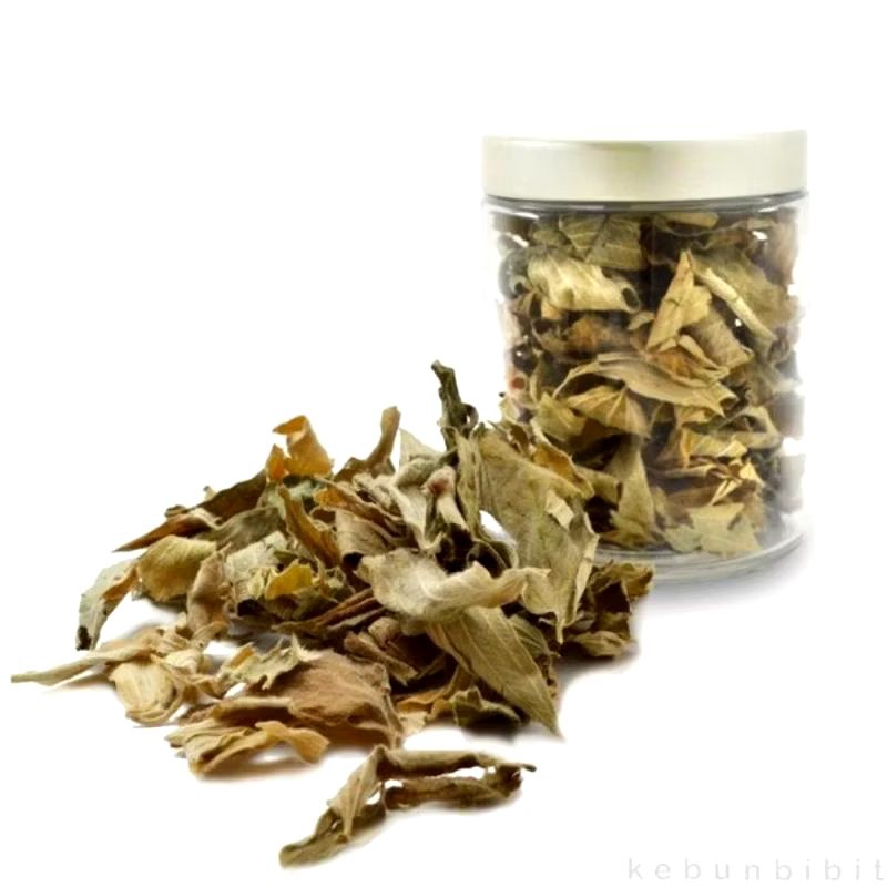 

Daun Senggani Kering