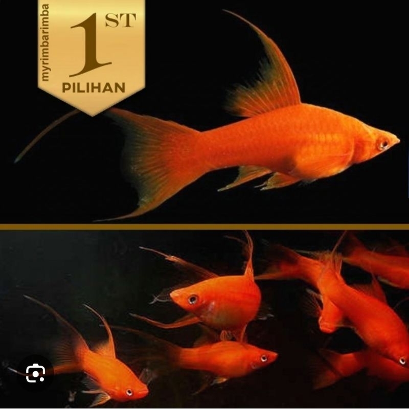 promoo TERMURAH BLOOD RED PLATY UKURAN INDUKAN KEBUTUHAN AKUARIUM