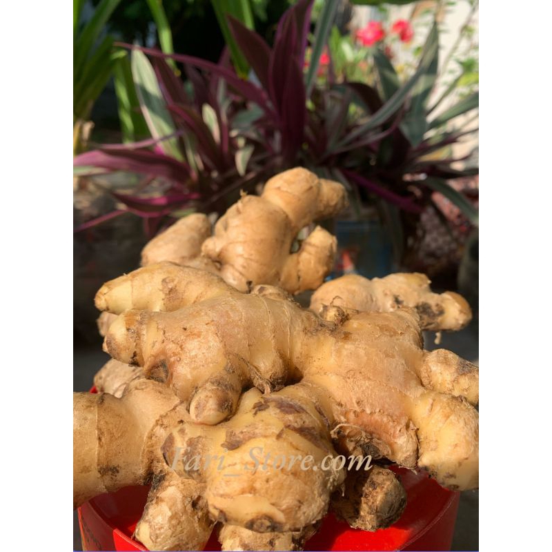 

Jahe Gajah Segar Super [500 g dan 1 kg]