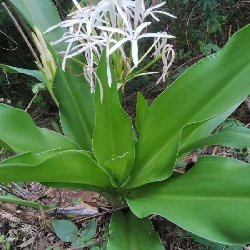 

jual daun bakung segar herbal