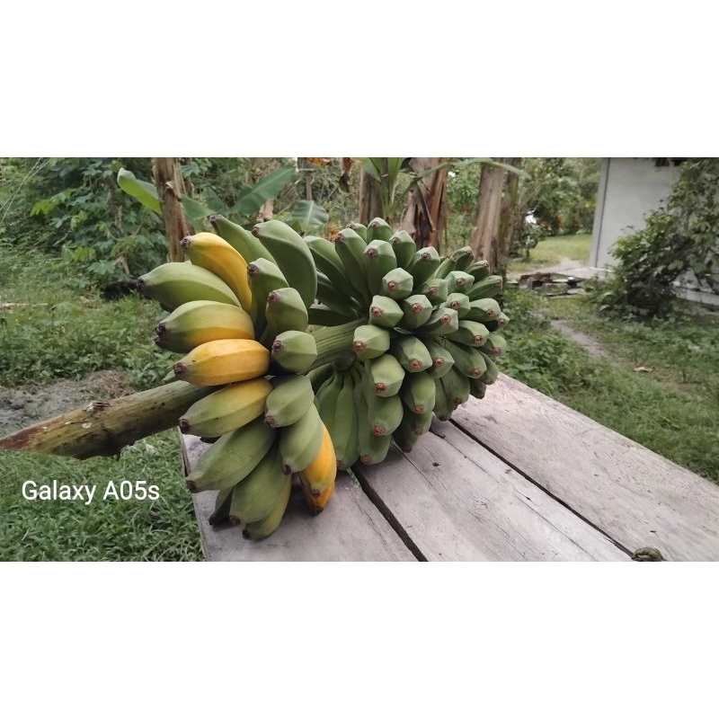 

Pisang Kepok Matang