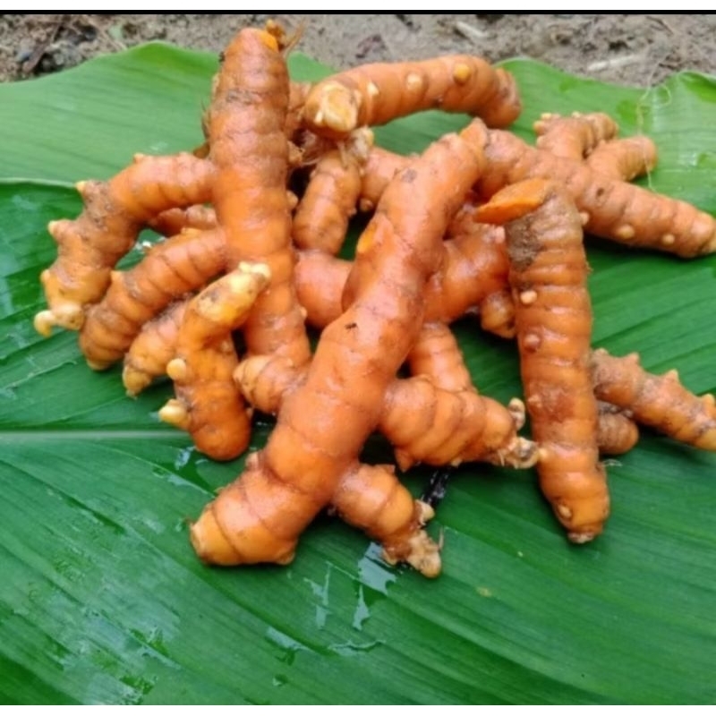 

KUNYIT SEGAR SIAP KIRIM 1.KG