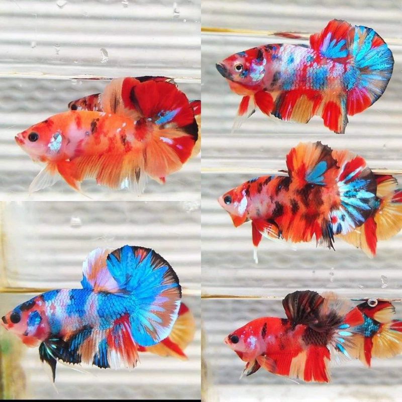 Betta /Cupang Multicolor Ikan Hiasan Aquarium Sepasang Paking Kuat
