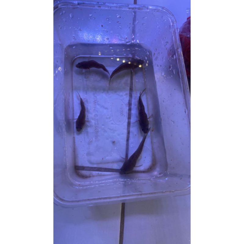 

produk kardus auranti