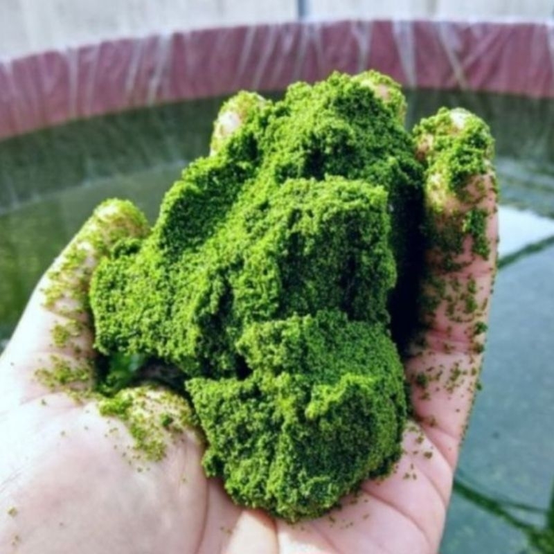 Az1 penghijau Kolam Wolffia Sp. Mix Lemna Azolla pakan Ikan Alternatif, filter alami, Tanaman Air Te