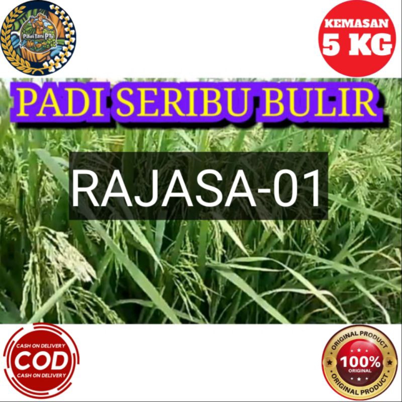 BENIH PADI RAJASA-01 1000 BULIR ORIGINAL KEMASAN 5KG