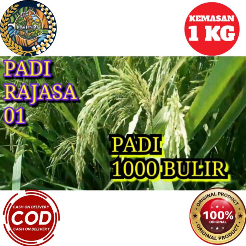 BENIH PADI RAJASA 01 1000 BULIR ORIGINAL KEMASAN 1KG