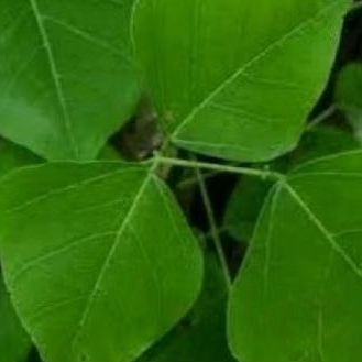 

daun dadap sgar daun dadap organik 30 lmbar.. stok redy
