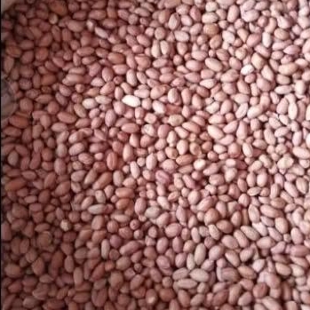 

Kacang Tanah TJ 80/90 1KG