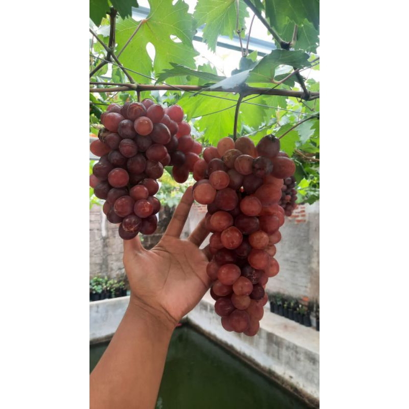 

bibit anggur import nizina