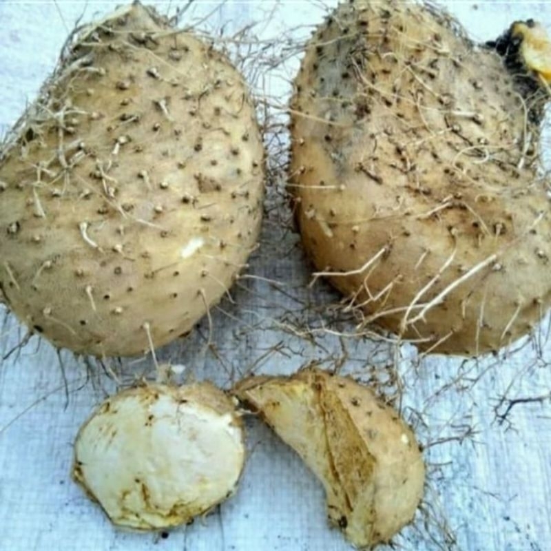

ubi gadung mentah 1 kg