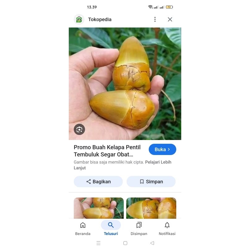 

beluluk/tembuluk/pentil kelapa