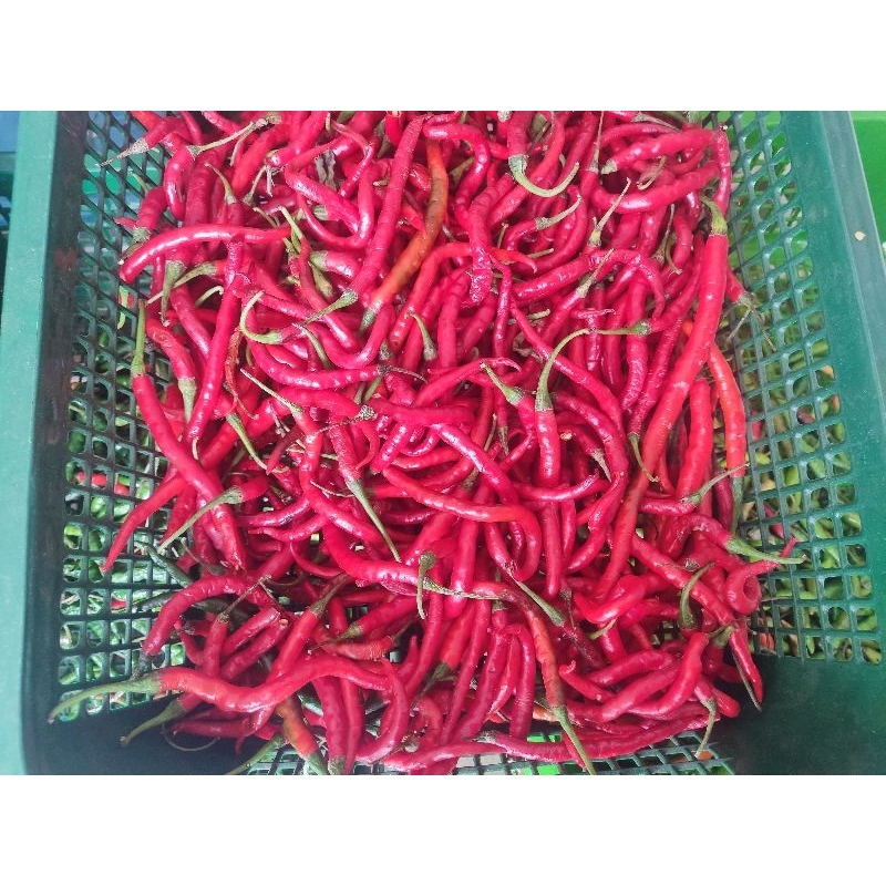 

ccabai merah keriting 1/2 kg