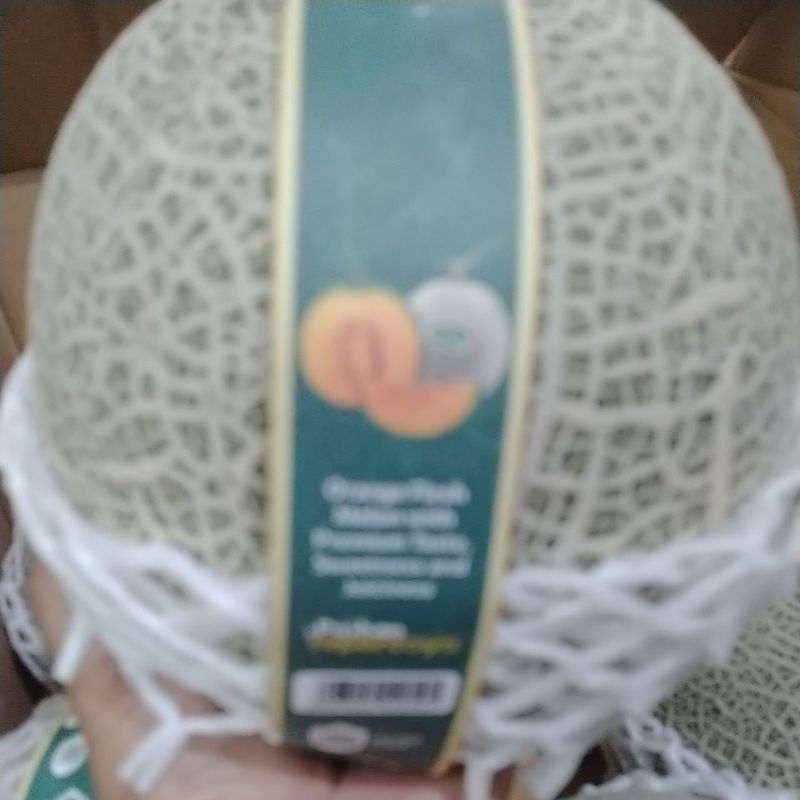 

Buah Rock Melon Sunpride//fujisawa premium