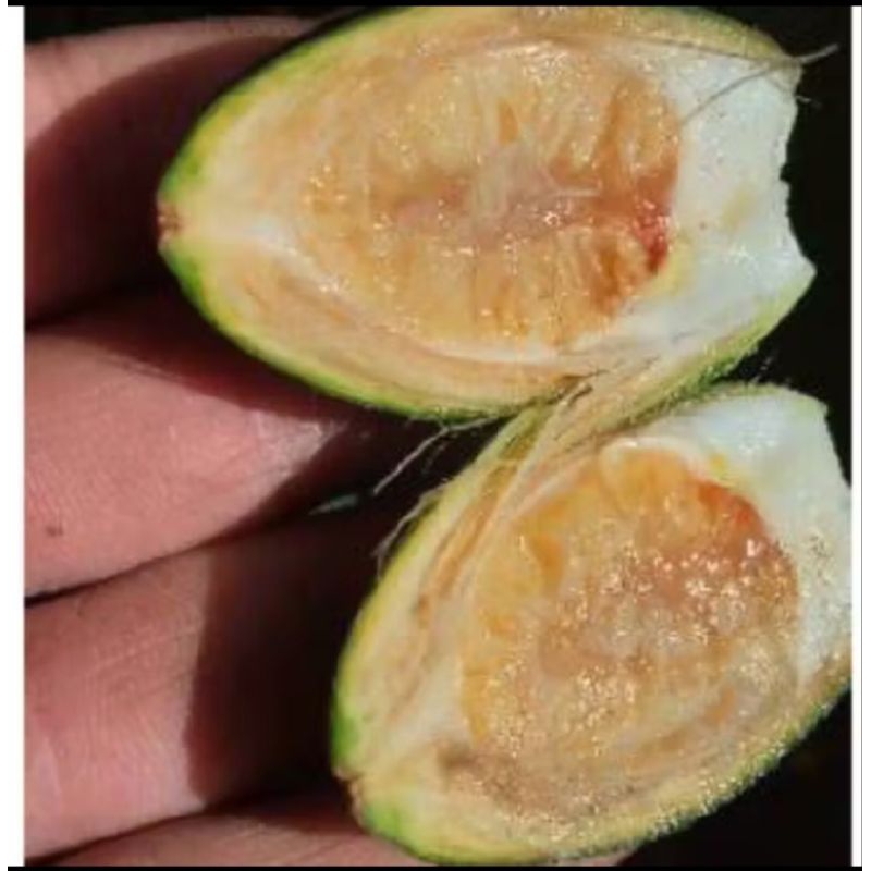 

buah pinang muda herbal alami 1 kg