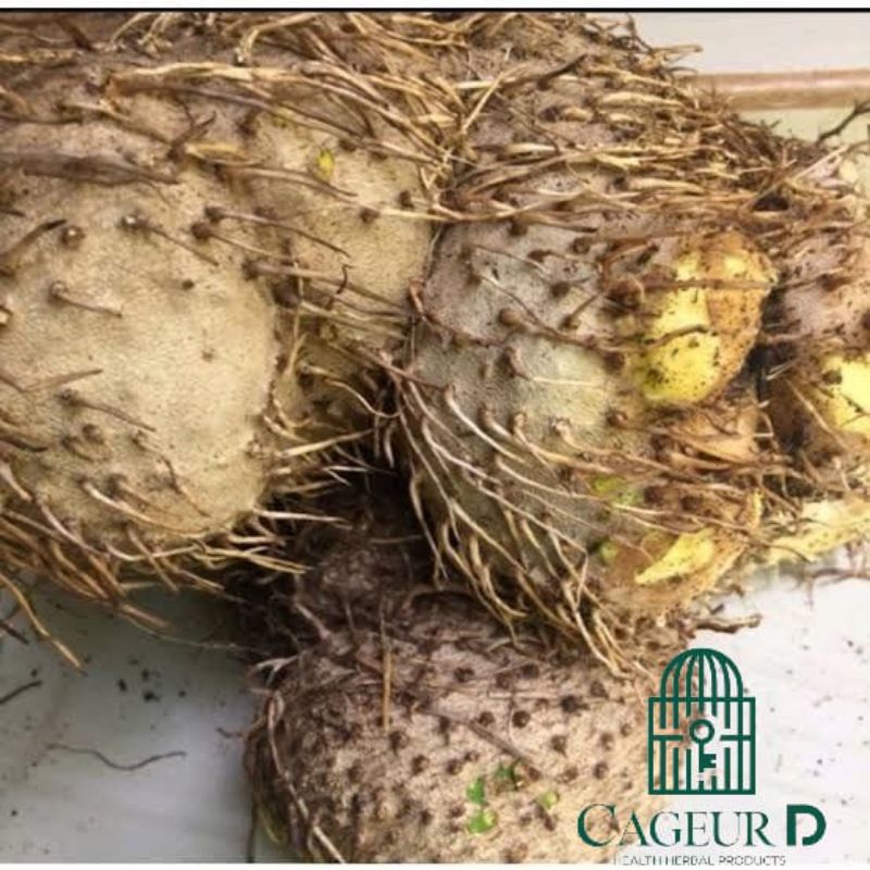 

Umbi Gadung 1Kg Segar