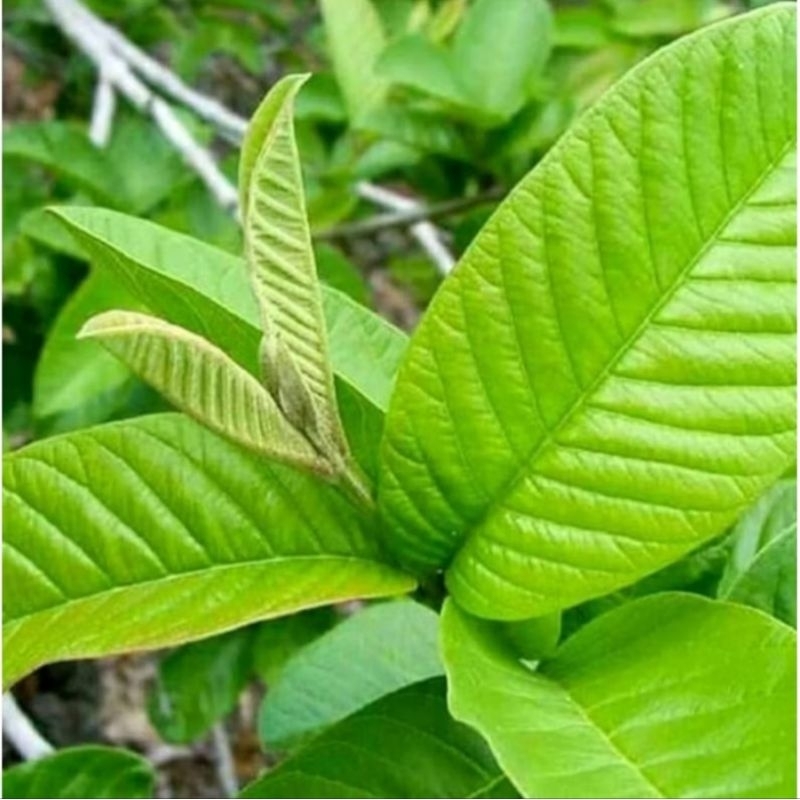 

daun jambu biji segar 500gram