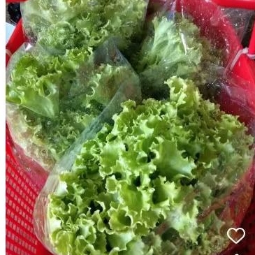 

Selada Organik Sayuran Segar 1 KG