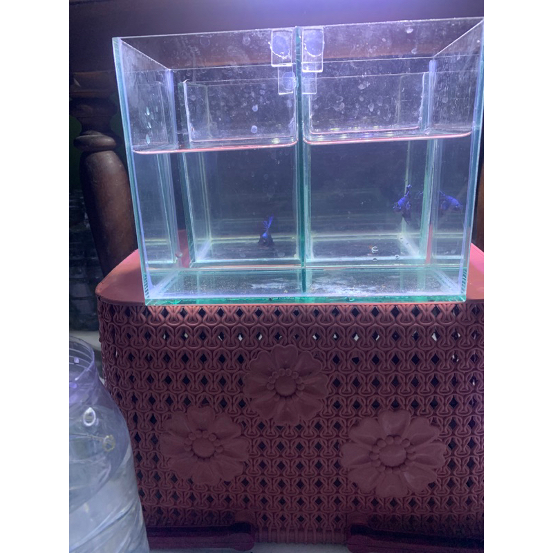 

hot promo tanaman air 3/30