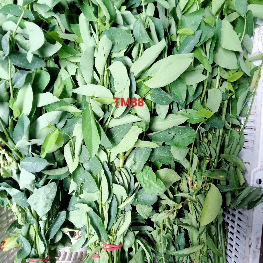 

Daun Katuk Per Ikat Segar Sayur Daun Katuk +- 100gram