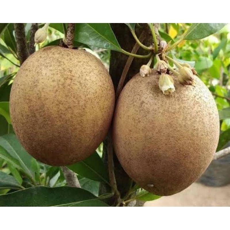 bibit sawo jumbo sudah berbunga dan berbuah