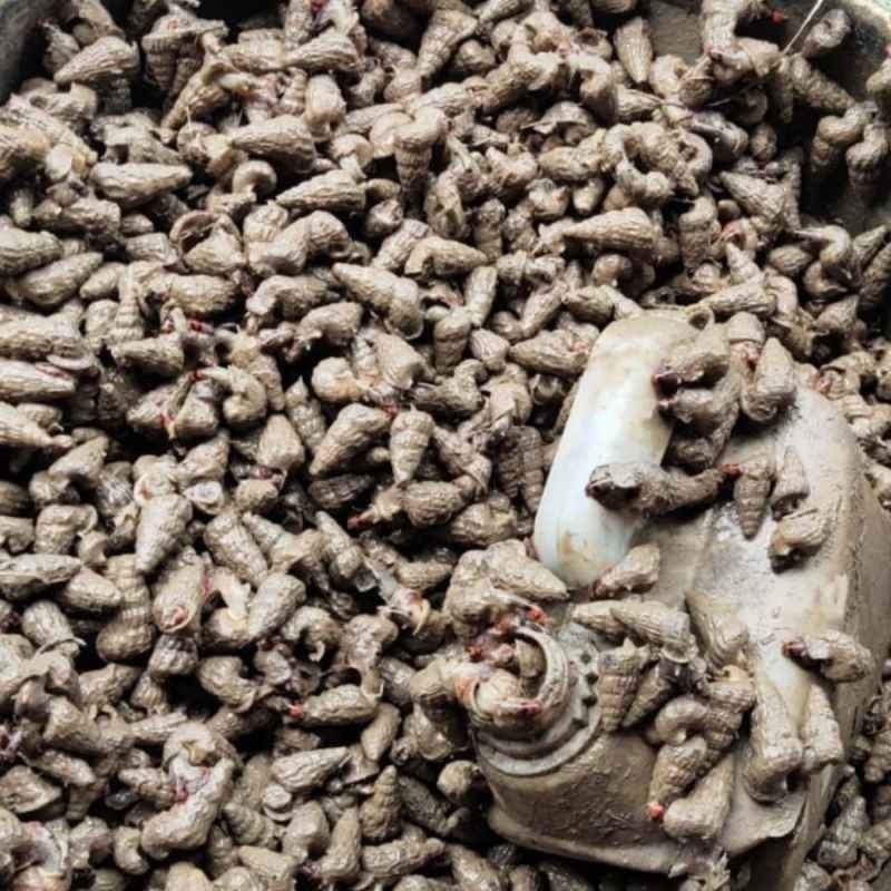 

Keong Nenek Katanglo Chao Lo Tutut Siput Sedut Ka Tang Lo Katanglo Keong Nenek Chao Lo Tutut Siput Sedut 1KG 1000gram Sekilo Per KG Ka Tang Lo