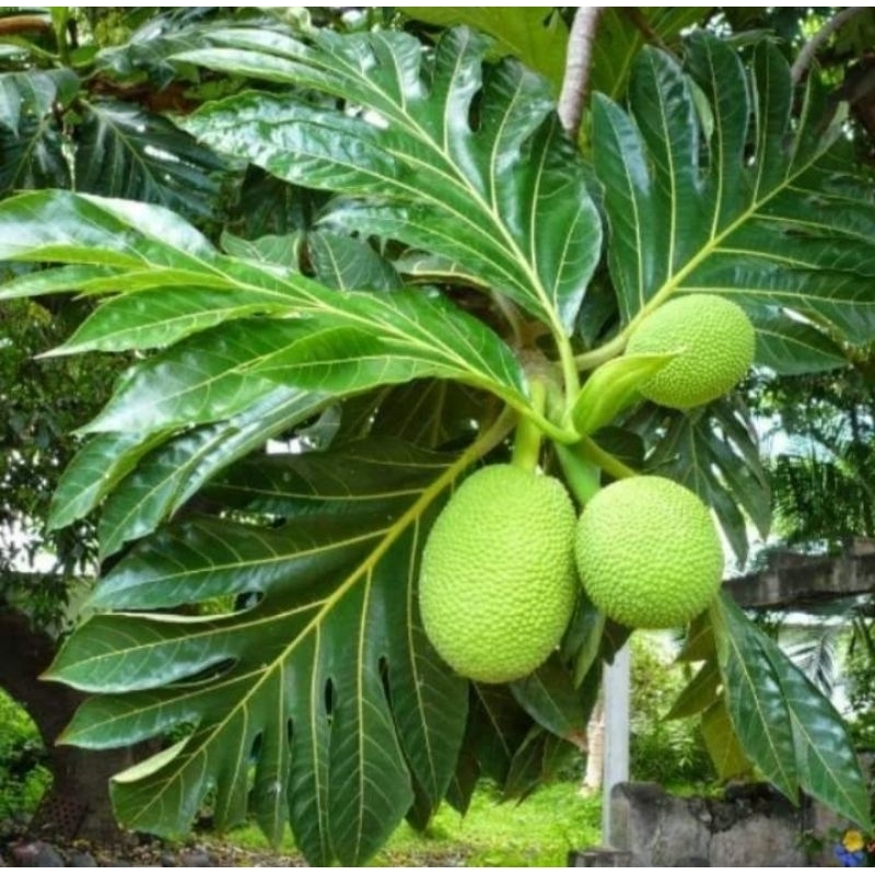 

Daun pucuk sukun segar 500gr