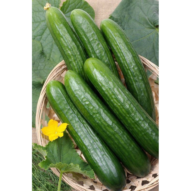 20 BIJI BENIH TIMUN JEPANG