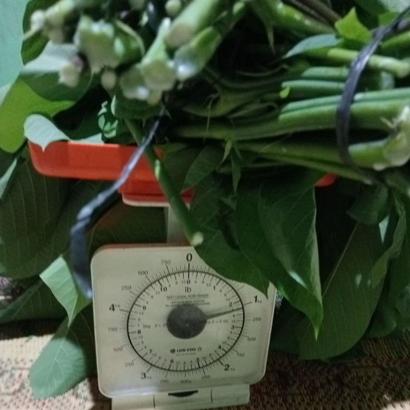 

daun singkong 1 kg