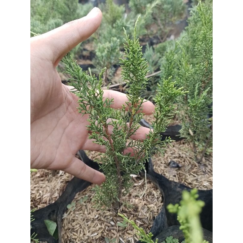 cemara sargenti jarum