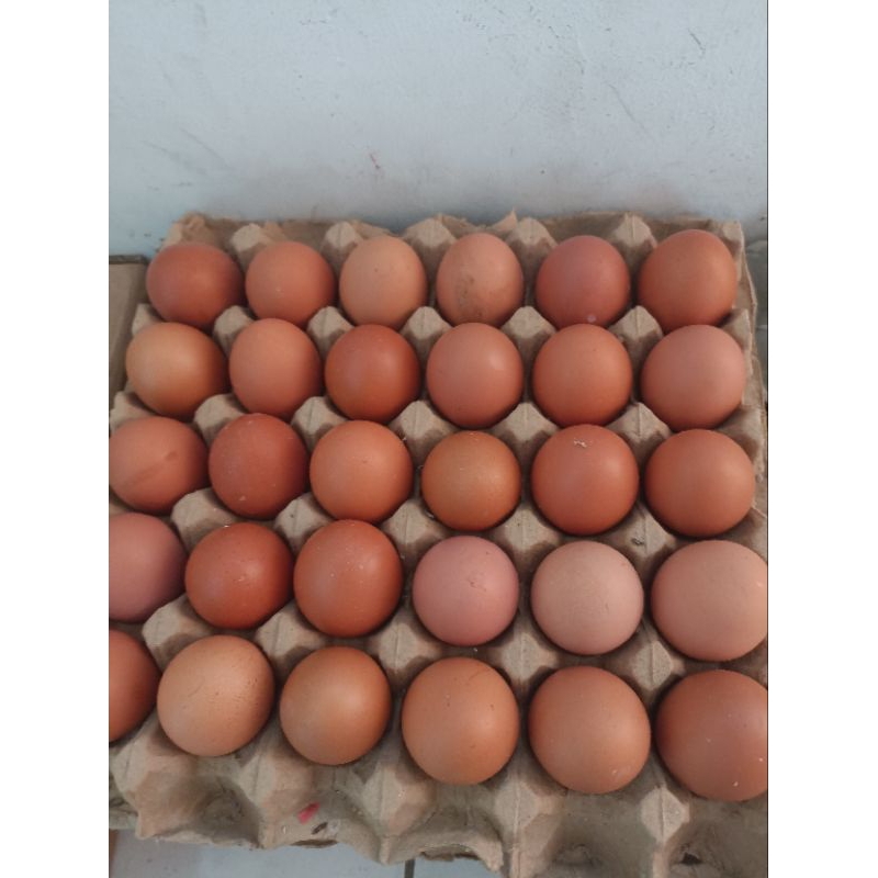 

JUAL TELUR AYAM