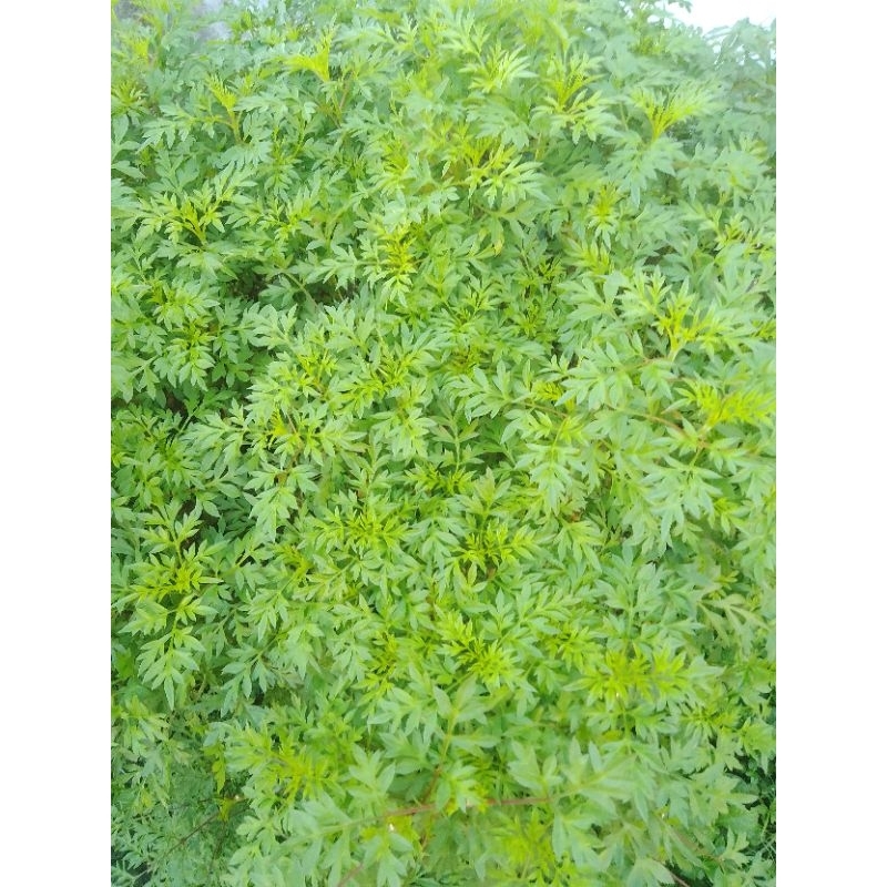 biji kenikir isi 30 biji