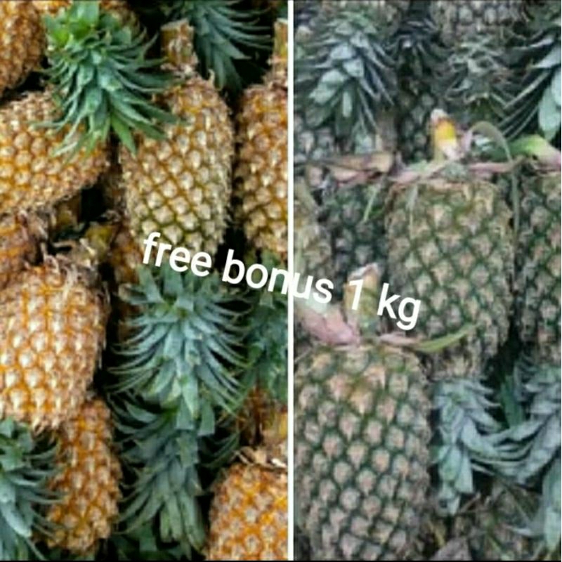 

nanas Palembang UK sedang+ gratis bonus