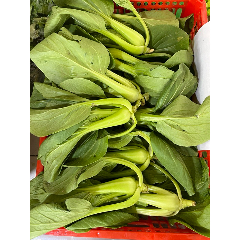 

Baby Pakcoy organik- 250 gram