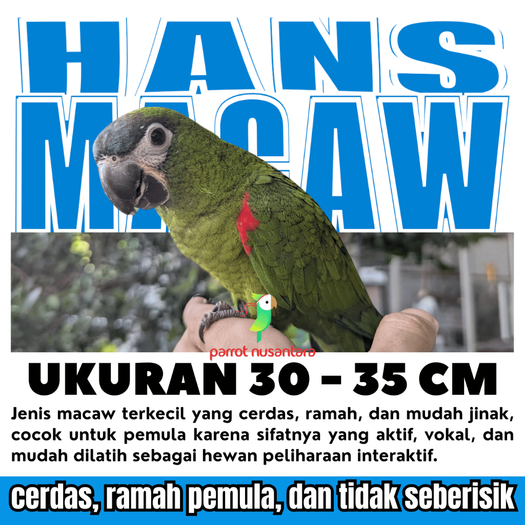 Hans Macaw Jinak - Parrot Macaw Kecil,  Burung cocok untuk pemula, harga terjangkau, serta cerdas