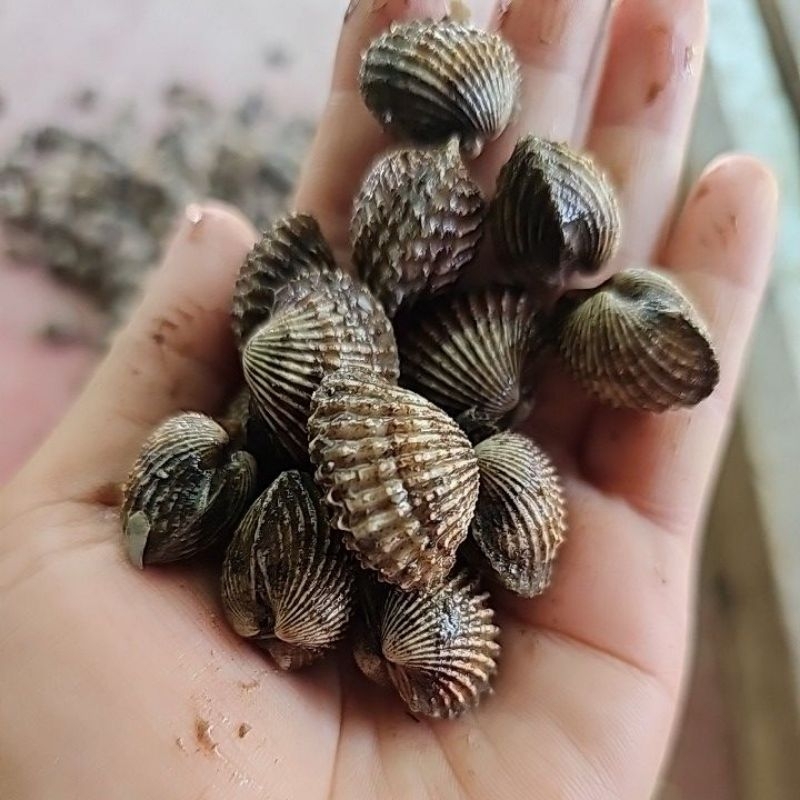 

KERANG DARA KECIL