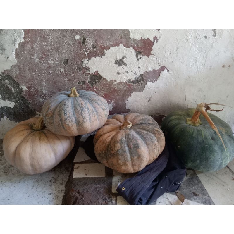 

sayurlabusangatanak