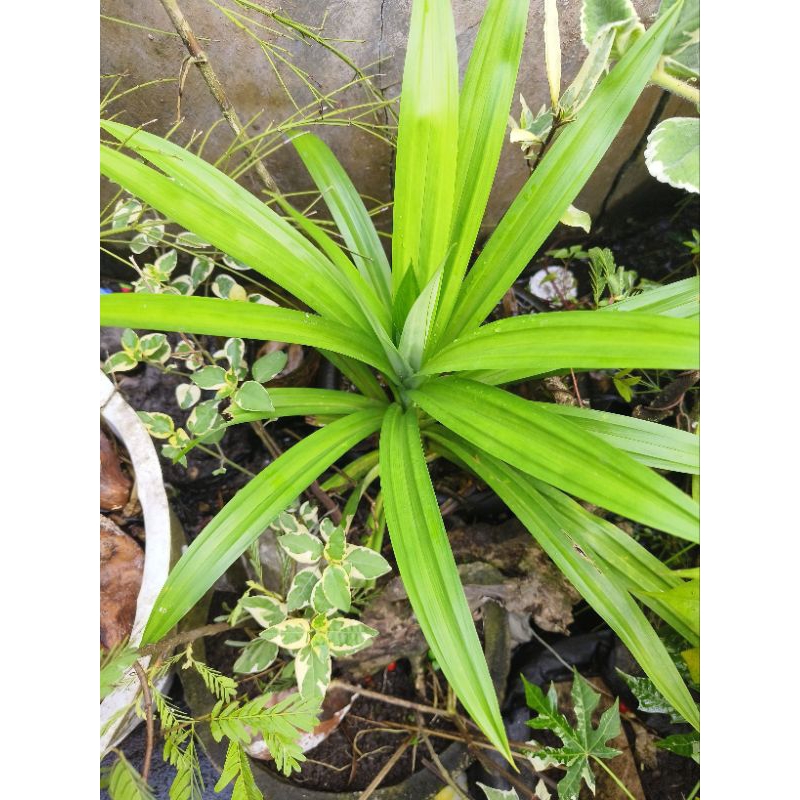 

Pandan Wangi