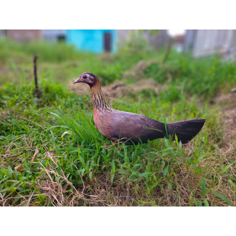 JONTROT AYAM HUTAN MERAH BETINA KASINTU MIRIP ASLI AMPUH - PATUNG JONTROT AYAM HUTAN - JONTROT AYAM 