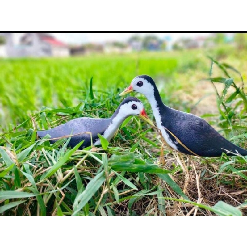 jontrot burung sawah ruak2 anti zonk