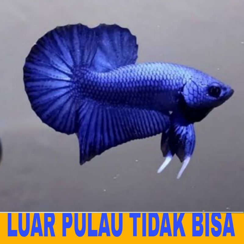 hiasan cupang plakat bergaransi