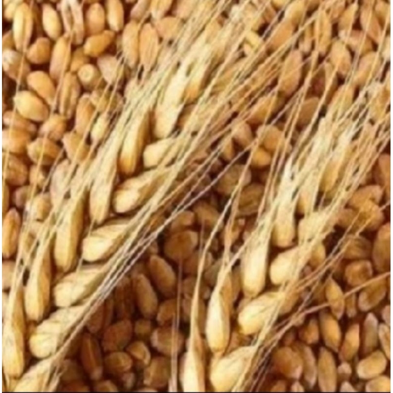 

Biji Gandum Pakan Ternak 1 Kg