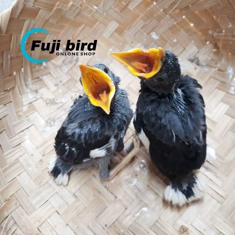 JALAK KEBO ANAKAN LOLOHAN /SUAPAN