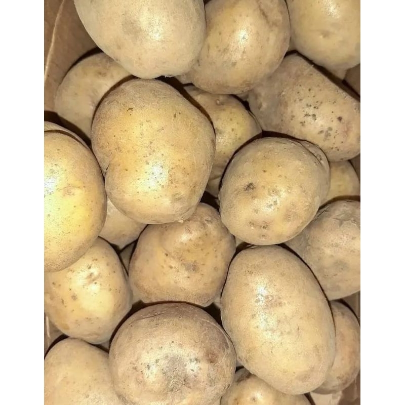 

kentang ukuran sedang berat 1 kg asli bromo dan lereng Tengger