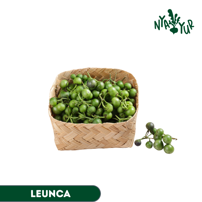 

INSTAN - Leunca segar 100gr