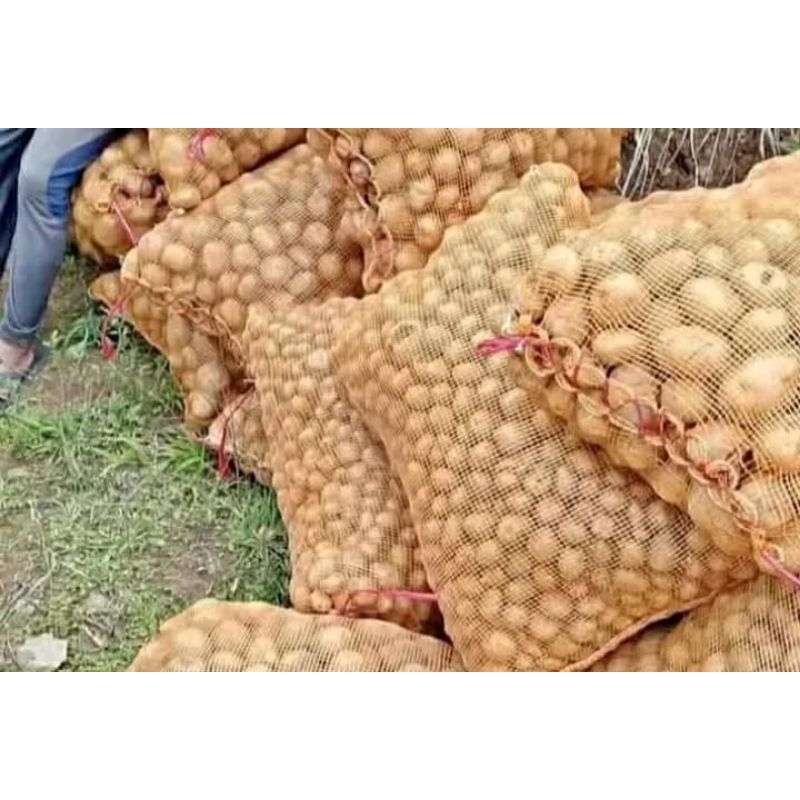 

kentang siomay ukuran kecil kemasan 500 gram