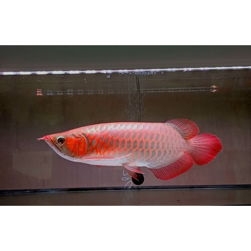 arwana-arowana super red sr sumo 40cm