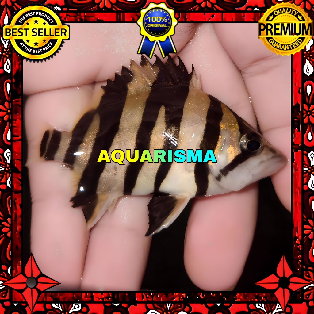 KEBUTUHAN AKUARIUM - DATNIOIDES MICROLEPIS DATZ TIGER FISH SUMATRA 4 BAR 6-7 CM